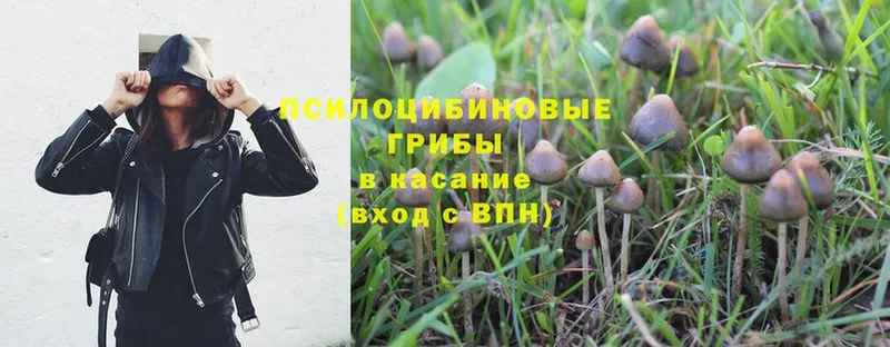 наркотики  Волоколамск  Галлюциногенные грибы Cubensis 